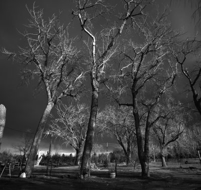 Dying cottonwoods of Wyoming