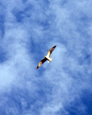 BLUE SKY.jpg