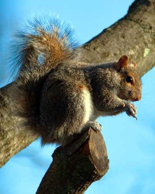 SQUIRREL.jpg