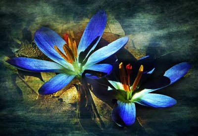 crocus.jpg