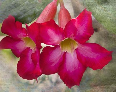 IMG_lr.jpg