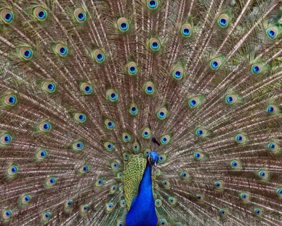 Peacock
