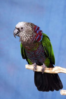 brightly colored parrot
