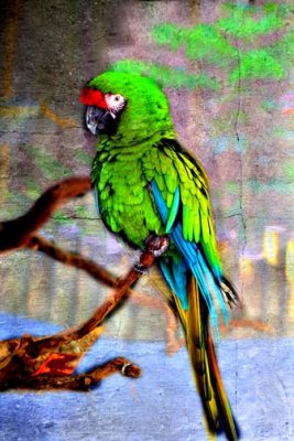 POLLY.jpg