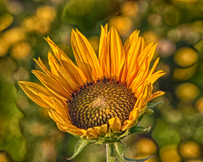 IMG_3775_HDR.jpg