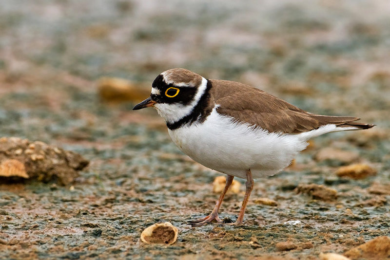 Little Ringed Plover