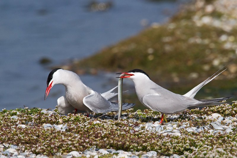 Common Terns