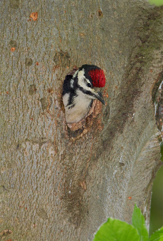Fledgling Great Spotted Woodpecker
