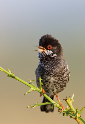 Cyprus Warbler