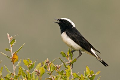 Cyprus Wheatear