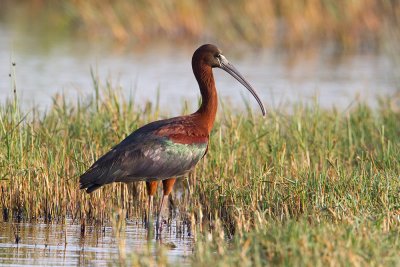 Male Glossy Ibis