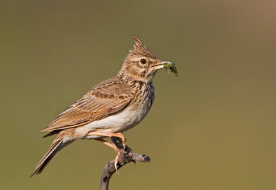 Crested Lark