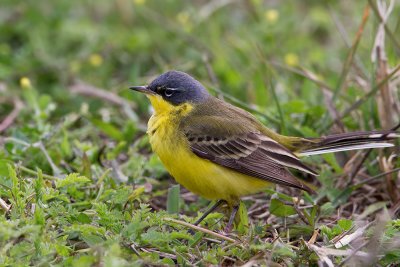 Male Yellow Wagtail (thunbergi)