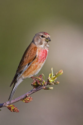 Male Linnet