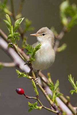 Olivaceous Warbler