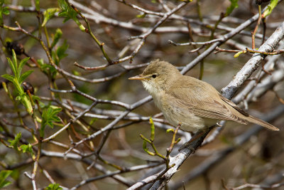 Olivaceous Warbler