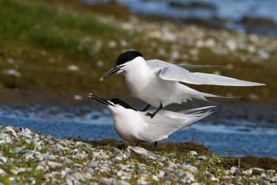 Sandwich Terns