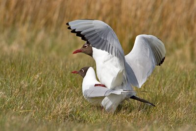 Black-headed Gulls mating