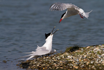 Sandwich Tern  against  Common Tern