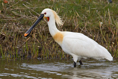 Spoonbill in breeding plumage