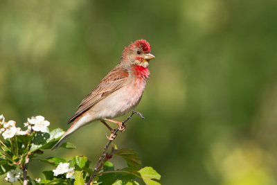 Male Scarlet Rosefinch