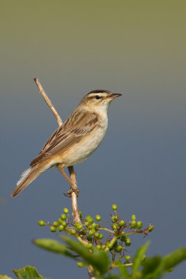 Sedge Warbler