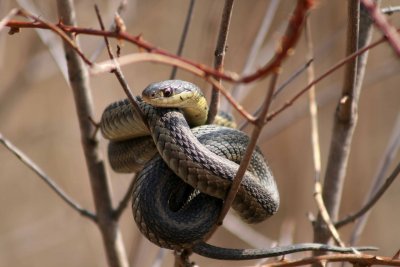 Snake in a tree