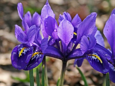 Miniature Irises
