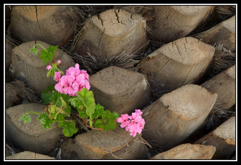 Geranio en la palmera   -   Geranium on palm trunk