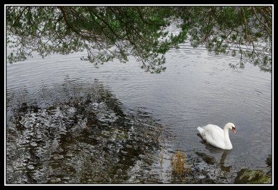Cisne en Loch Lomond  -  Swan in Loch Lomond