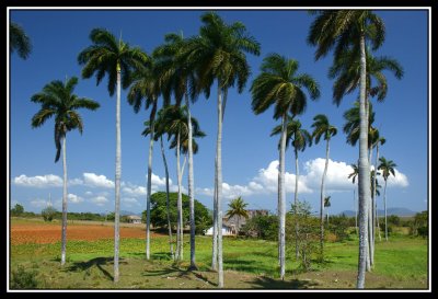 Palmera Reina  -  Queen Palm trees
