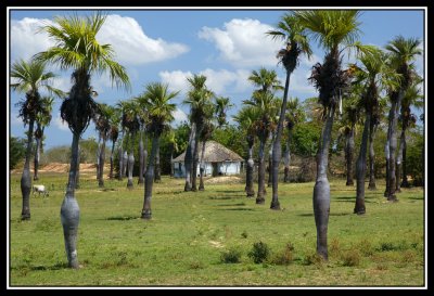 Palmeras y Bohio  -  Hut and palm trees