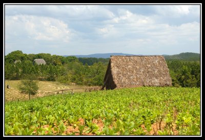 Plantacion de tabaco  -  Tobacco plantation