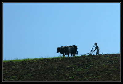Arado con bueyes  -  Plowing with oxen
