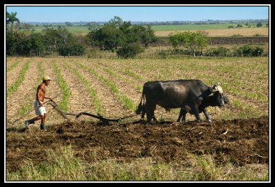Arado con bueyes  -  Plowing with oxen