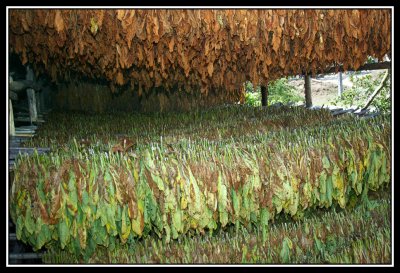Secadero de Hojas de Tabaco  -  Tobacco leaf dryer