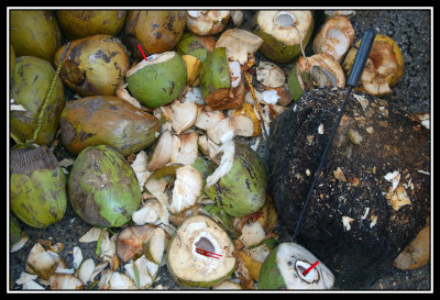Venta de cocos  -  Coconut sale