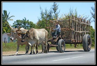 Tren de Bueyes arrastrando carro de caa  -  Sugar cane transport