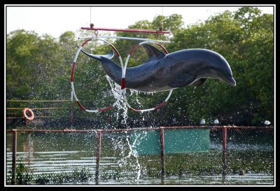 Delfines -  Dolphins