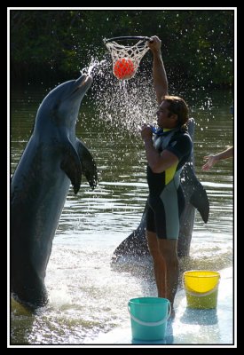 Delfines -  Dolphins