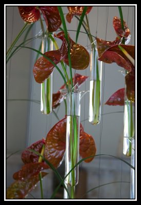 Anturio - Anthurium