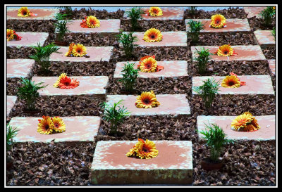 Arreglo de flores - Floral arrangement