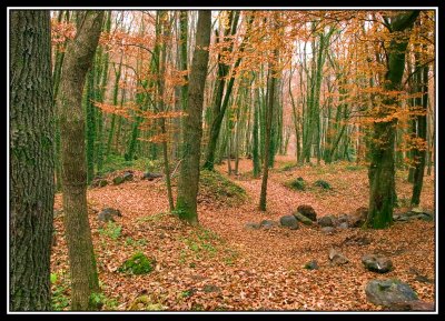 La Fageda d'en Jorda  -  The Jorda  Beech groove