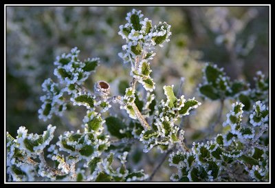 Arbusto helado - Frozen shrub