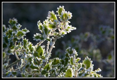 Arbusto helado  -  Frozen shrub