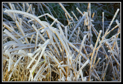 Arbustos helados - Frozen shrubs