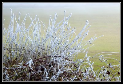 Campo helado con niebla - Fozen foggy field