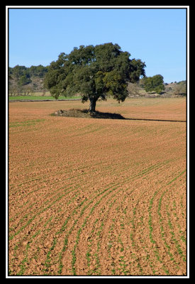 Arbol - Tree