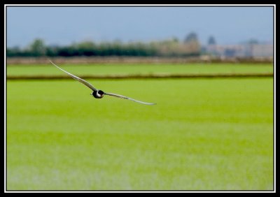 Pajaro sobre el arrozal  -  Bird over rice paddy