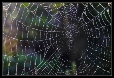 Telaraña - Spider's web